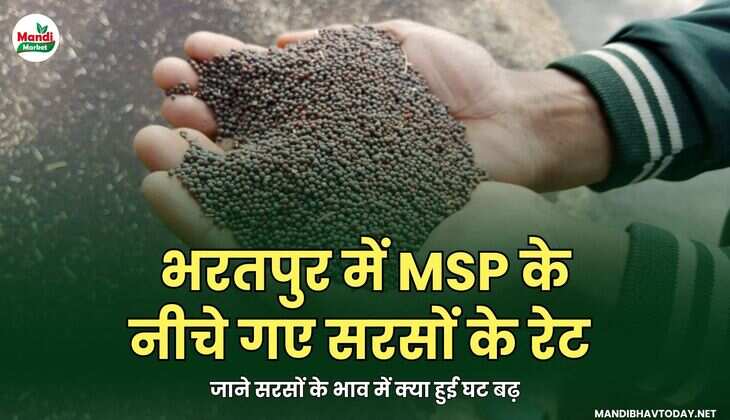 भरतपुर में MSP के नीचे गए सरसों के रेट | जाने सरसों के भाव में क्या हुई घट बढ़