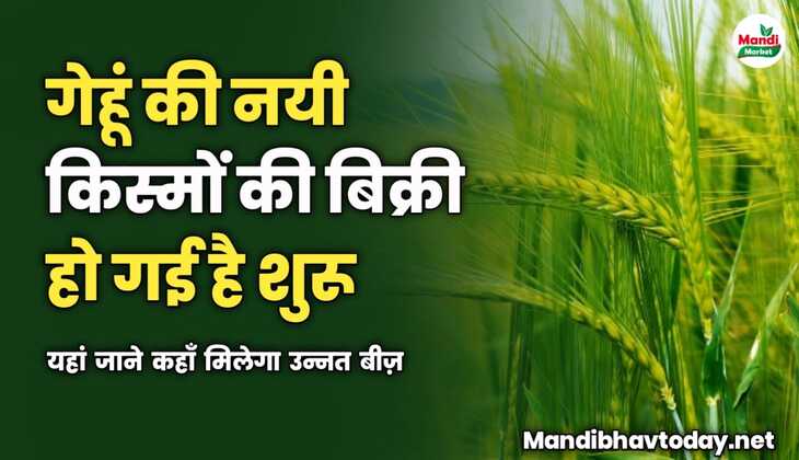 गेहूं की नयी किस्मों की बिक्री हो गई है शुरू | यहां जाने कहाँ मिलेगा उन्नत बीज़