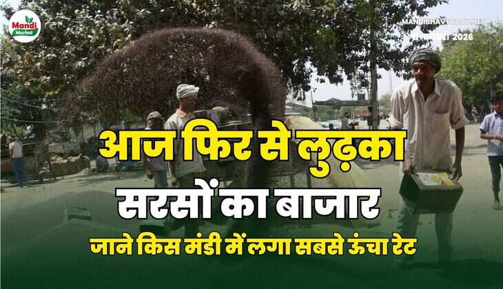 आज फिर से लुढ़का सरसों का बाजार | जाने किस मंडी में लगा सबसे ऊंचा रेट