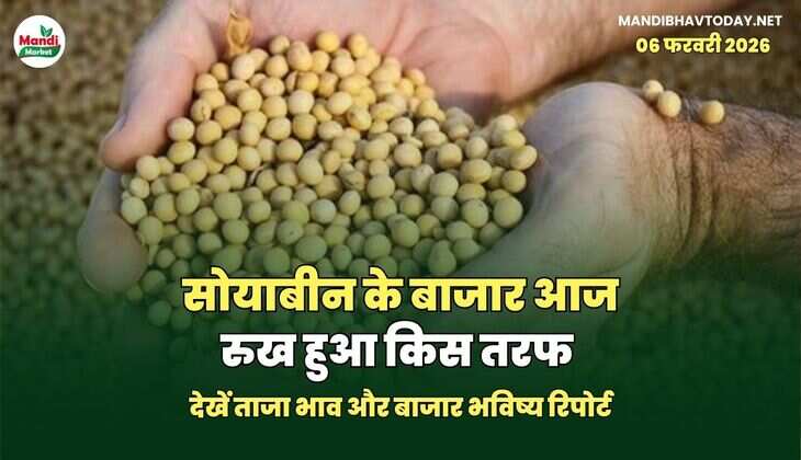 सोयाबीन के बाजार आज रुख हुआ किस तरफ। देखें ताजा भाव और बाजार भविष्य रिपोर्ट