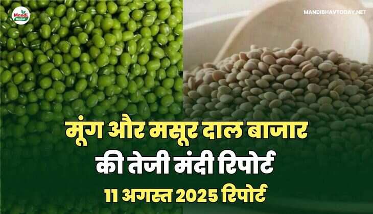 मसूर और मूंग  दाल की तेजी मंदी रिपोर्ट -11 अगस्त 2025