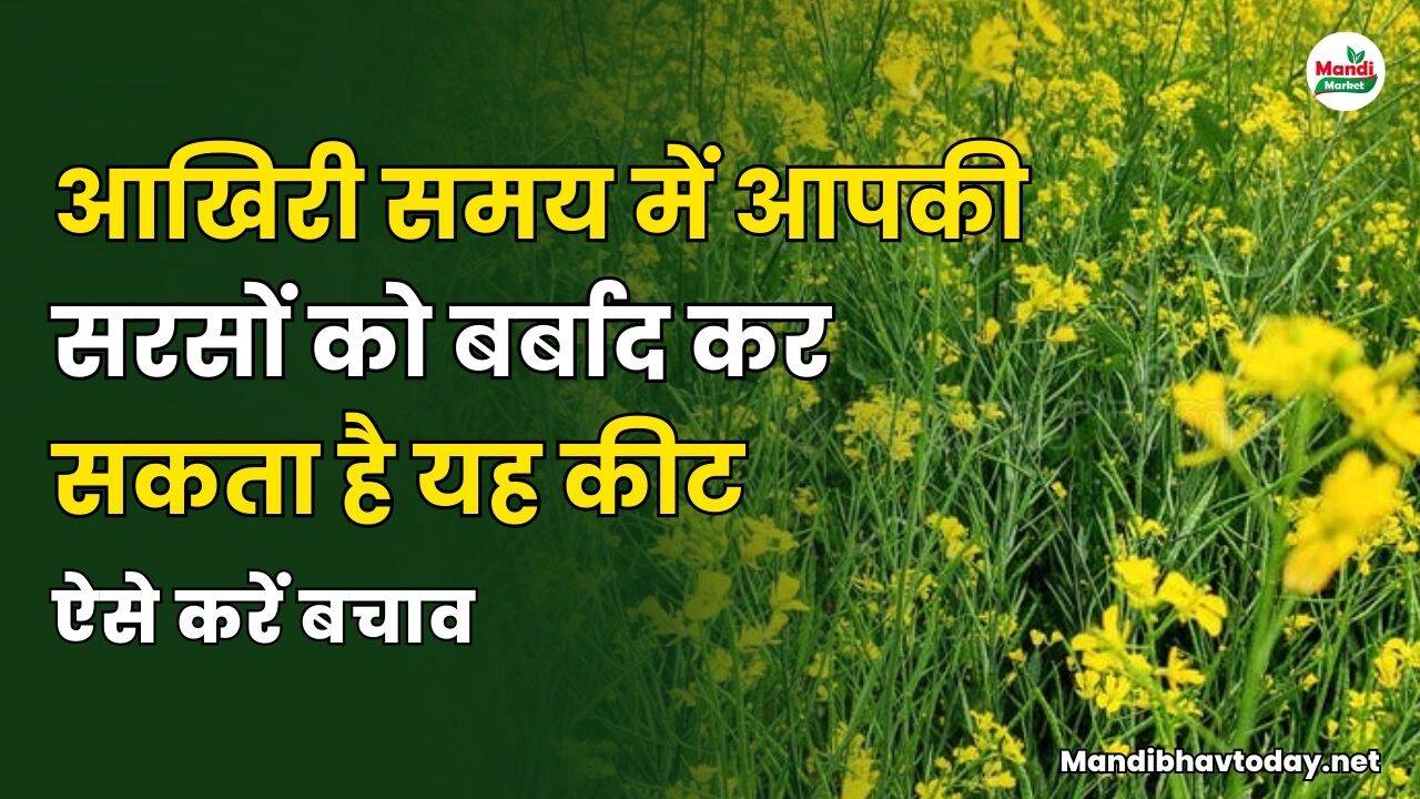 आखिरी समय में आपकी सरसों को बर्बाद कर सकता है यह कीट | ऐसे करें बचाव