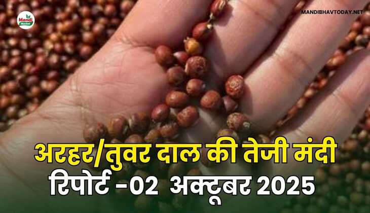  अरहर /तुवर  दाल की तेजी मंदी रिपोर्ट  02 अक्टूबर 2025