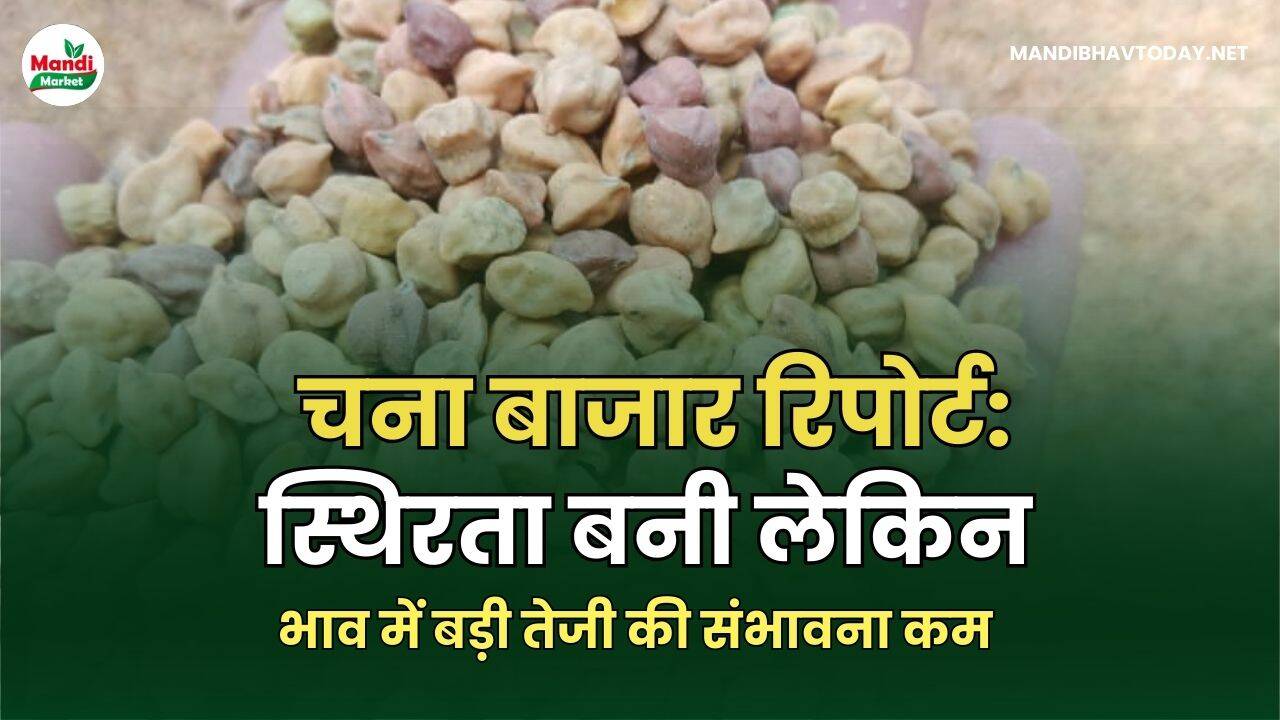 चने के भाव में बड़ी तेजी की संभावना कम
