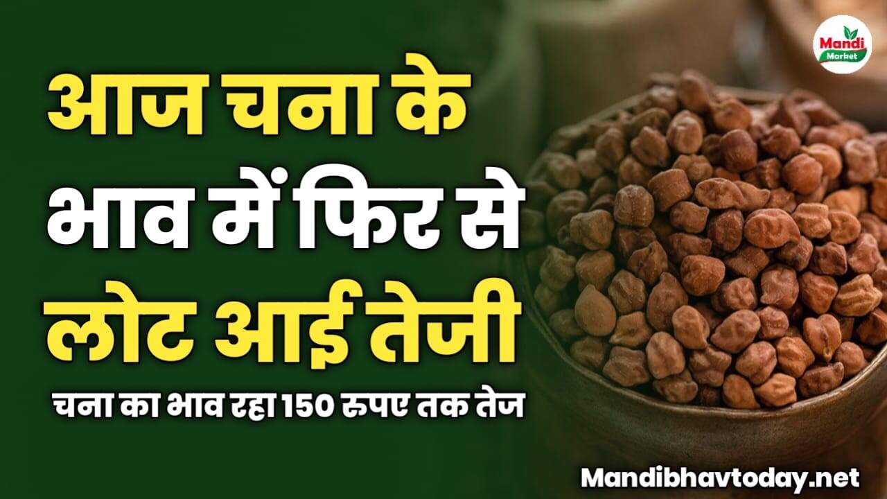 आज चना के भाव में फिर से लोट आई तेजी | चना का भाव रहा 150 रुपए तक तेज