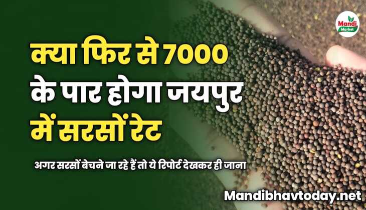 क्या फिर से 7000 के पार होगा जयपुर में सरसों रेट | अगर सरसों बेचने जा रहे हैं तो ये रिपोर्ट देखकर ही जाना