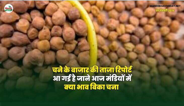चने के बाजार की ताजा रिपोर्ट आ गई है | जाने आज मंडियों में क्या भाव बिका चना