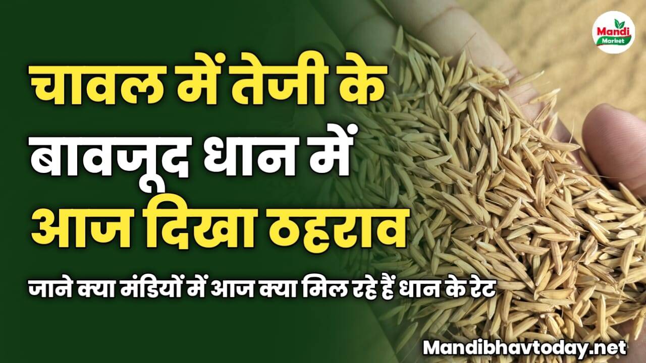 चावल में तेजी के बावजूद धान में आज दिखा ठहराव | जाने क्या मंडियों में आज क्या मिल रहे हैं धान के रेट