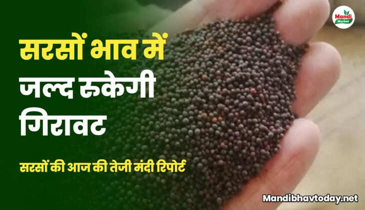 सरसों में अब और गिरावट नहीं | जाने क्या कहते हैं जानकार