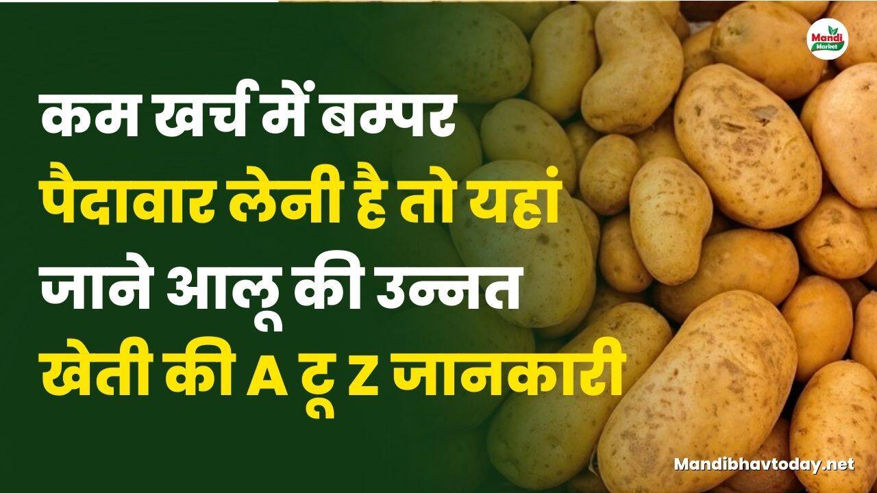 कम खर्च में बम्पर पैदावार लेनी है तो यहां जाने आलू की उन्नत खेती की A टू Z जानकारी