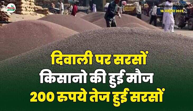दिवाली पर सरसों किसानो की हुई मौज | 200 रुपये तेज हुई सरसों