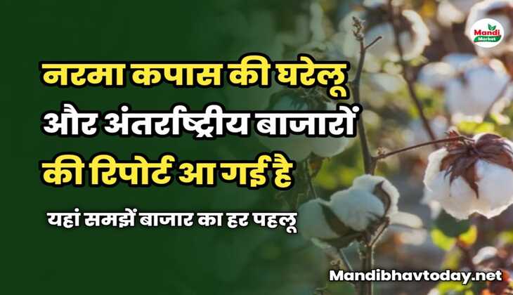 Cotton Market Report : नरमा कपास की घरेलू और अंतर्राष्ट्रीय बाजारों की रिपोर्ट आ गई है | यहां समझें बाजार का हर पहलू