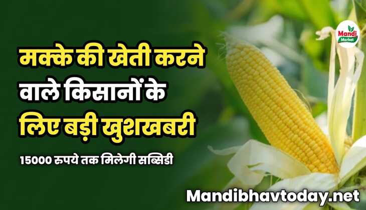मक्के के किसानों के लिए बड़ी खुशखबरी | 15000 रुपये तक मिलेगी सब्सिडी
