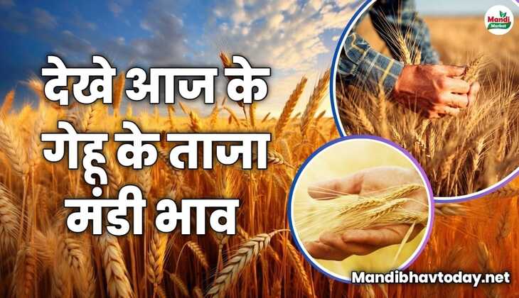 देखे आज के गेहूँ के ताजा मंडी भाव | gehu ke bhav 13 April 2024