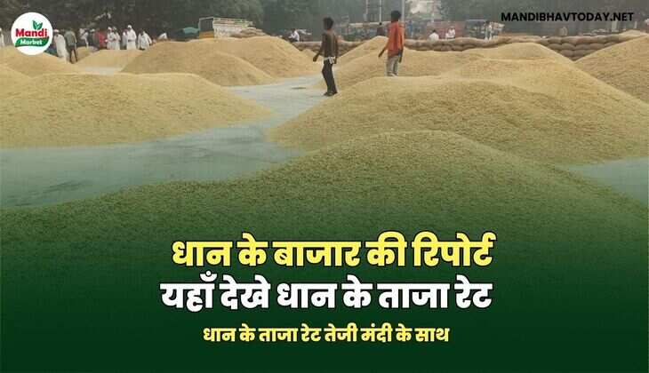 धान के बाजार की रिपोर्ट यहाँ देखे धान के ताजा रेट और तेजी मंदी की जानकारी