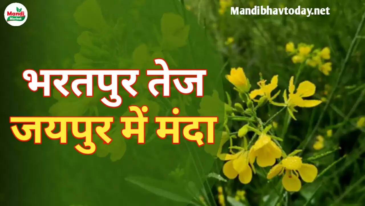 भरतपुर तेज जयपुर में मंदा | जाने क्या खुले हैं आज सरसों के रेट Sarso Live Rate Today 29 Apr 2023