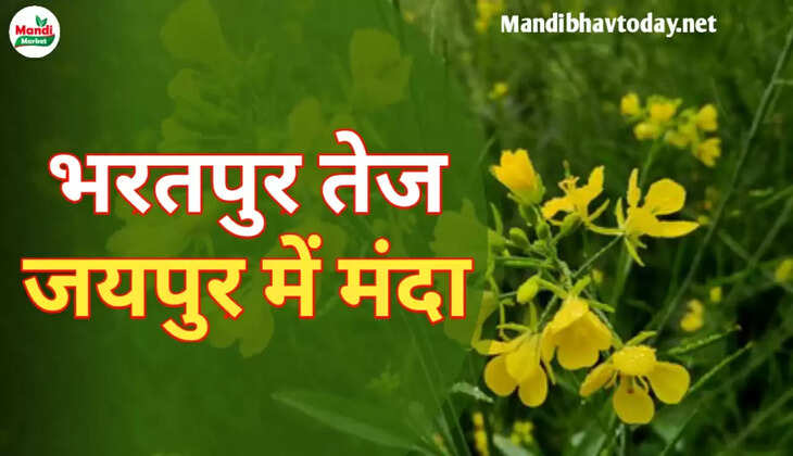भरतपुर तेज जयपुर में मंदा |  जाने क्या खुले हैं आज सरसों के रेट Sarso Live Rate Today 29 Apr 2023 