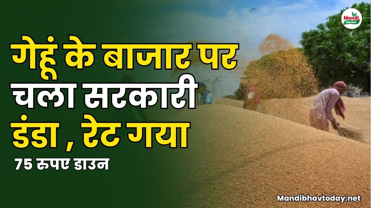 गेहू इमागेस