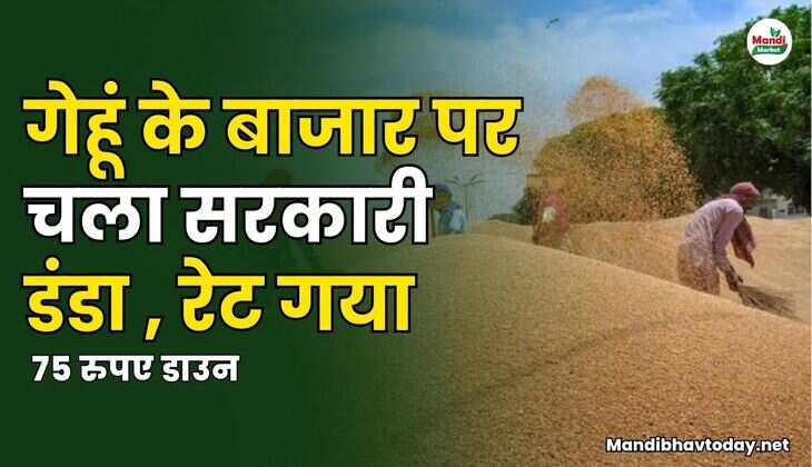 गेहू इमागेस 
