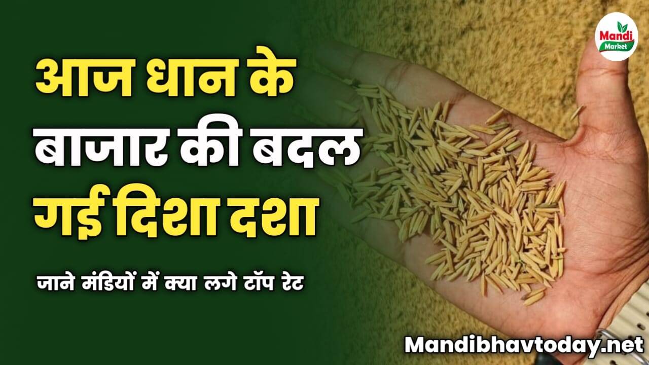 आज धान के बाजार की बदल गई दिशा दशा | जाने मंडियों में क्या लगे टॉप रेट