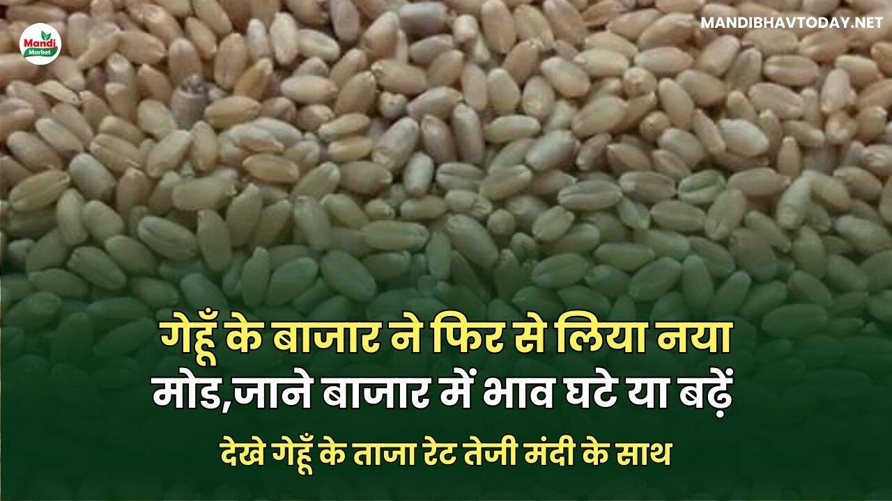 देखे गेहूँ के ताजा रेट तेजी मंदी के साथ