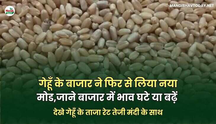 देखे गेहूँ के ताजा रेट तेजी मंदी  के साथ