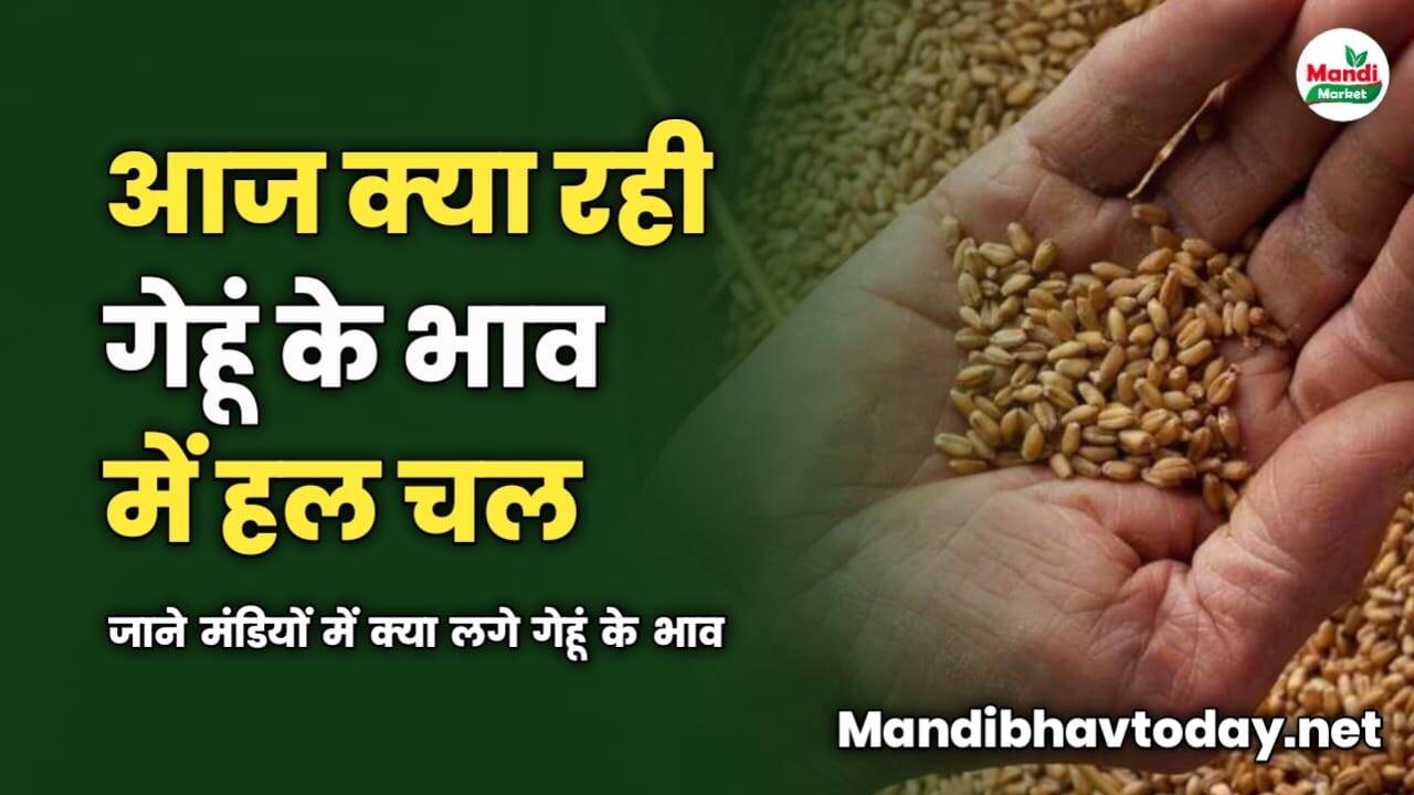 आज क्या रही गेहूं के भाव में हल चल | जाने मंडियों में क्या लगे गेहूं के भाव
