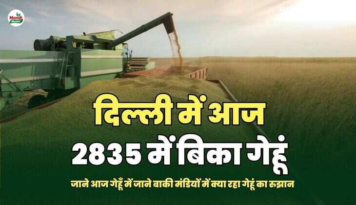 जाने बाकी मंडियों में क्या रहा गेहूं का रुझान