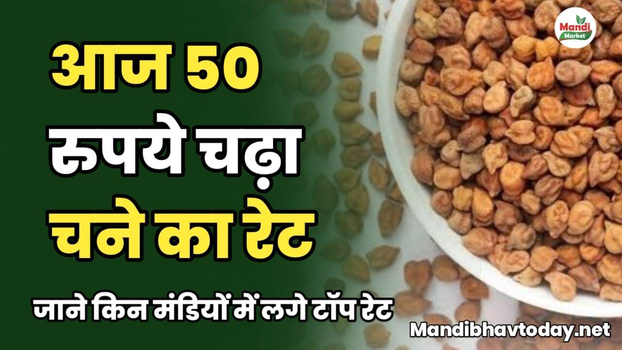 आज 50 रुपये चढ़ा चने का रेट | जाने किन मंडियों में लगे टॉप रेट chane ke taja mandi bhav 14 february 2025