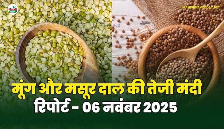 मूँग और मसूर दाल की तेजी मंदी रिपोर्ट - 06 नवंबर 2025 