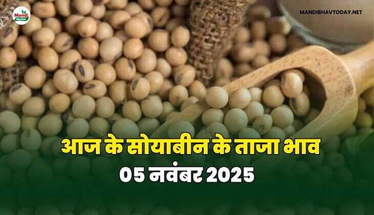 आज के सोयाबीन के ताजा भाव | 05 नवंबर 2025 