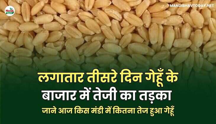 जाने आज किस मंडी में कितना तेज हुआ गेहूँ