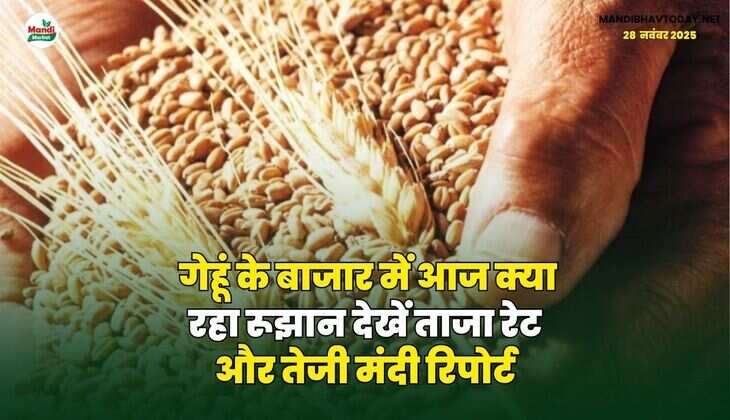 गेहूं के बाजार में आज क्या रहा रूझान | देखें ताजा रेट और तेजी मंदी रिपोर्ट