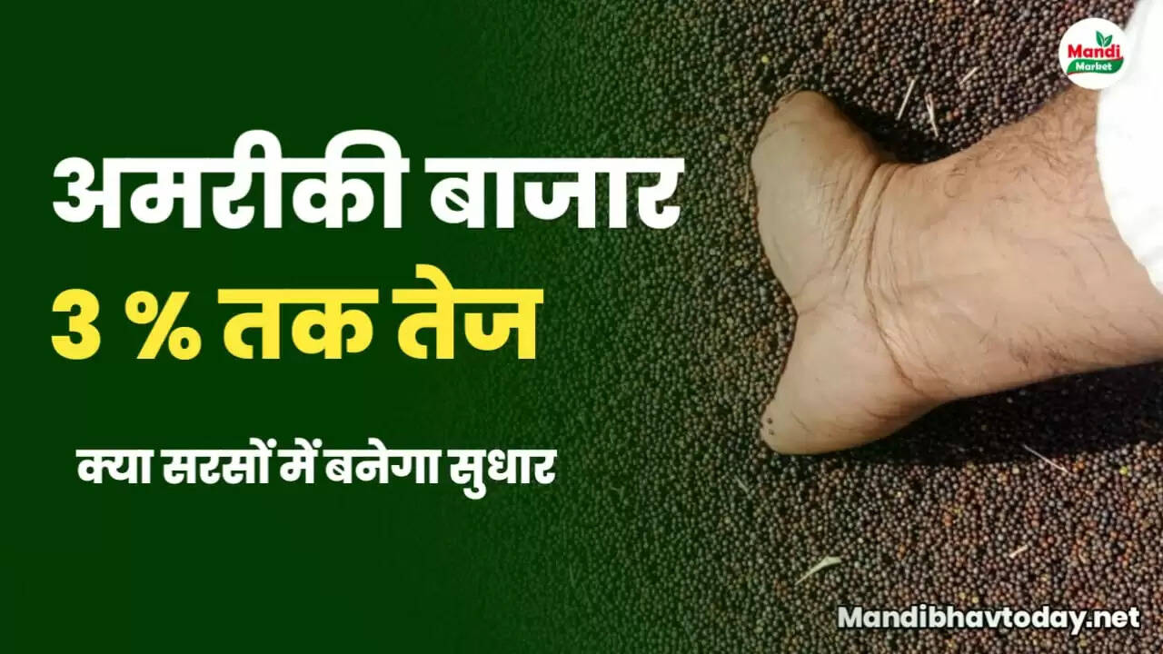 mustard teji mandi report