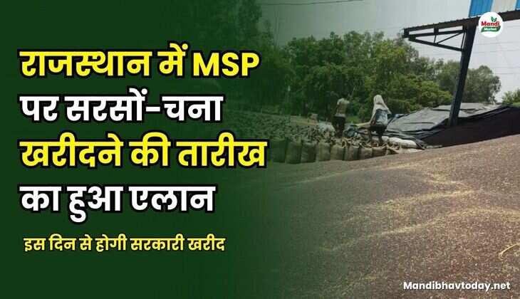 राजस्थान में MSP पर सरसों-चना खरीदने की तारीख का हुआ एलान | इस दिन से होगी सरकारी खरीद