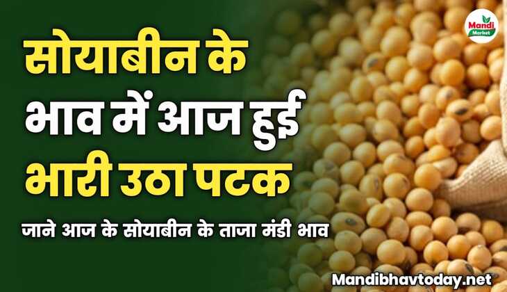 सोयाबीन के भाव में हुई भारी उठा पटक | जाने आज के सोयाबीन के ताजा मंडी भाव 