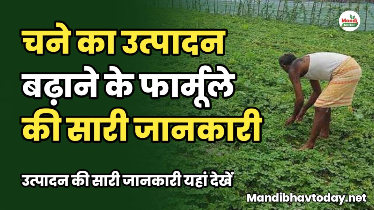 चने का उत्पादन बढ़ाने के फार्मूले की सारी जानकारी। उत्पादन की सारी जानकारी यहाँ देखे