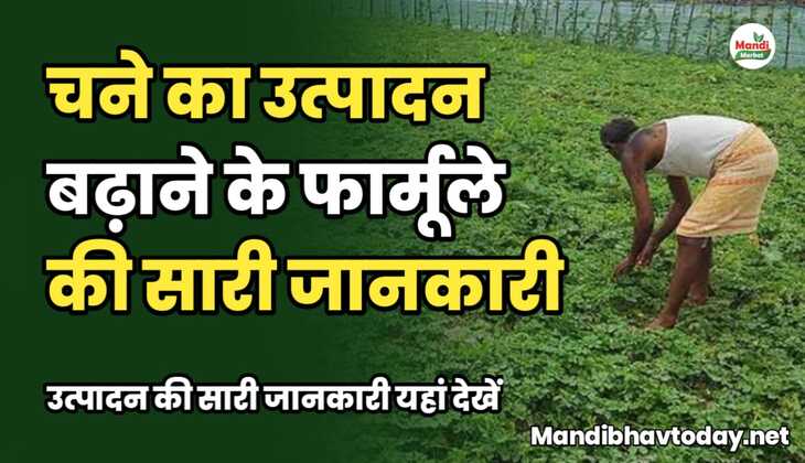 चने का उत्पादन बढ़ाने के फार्मूले की सारी जानकारी। उत्पादन की सारी जानकारी यहाँ देखे 