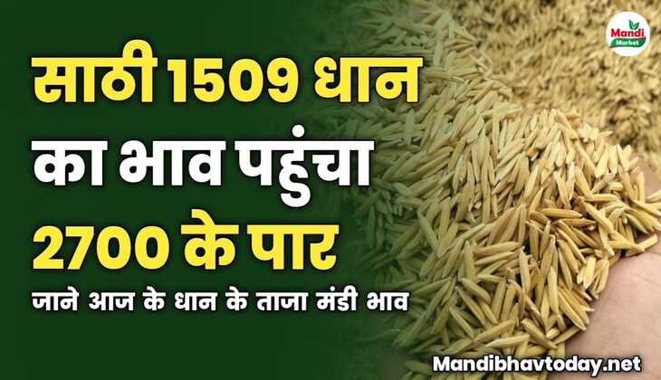 साठी 1509 धान का भाव पहुंचा 2700 के पार | जाने आज के धान के ताजा मंडी भाव 