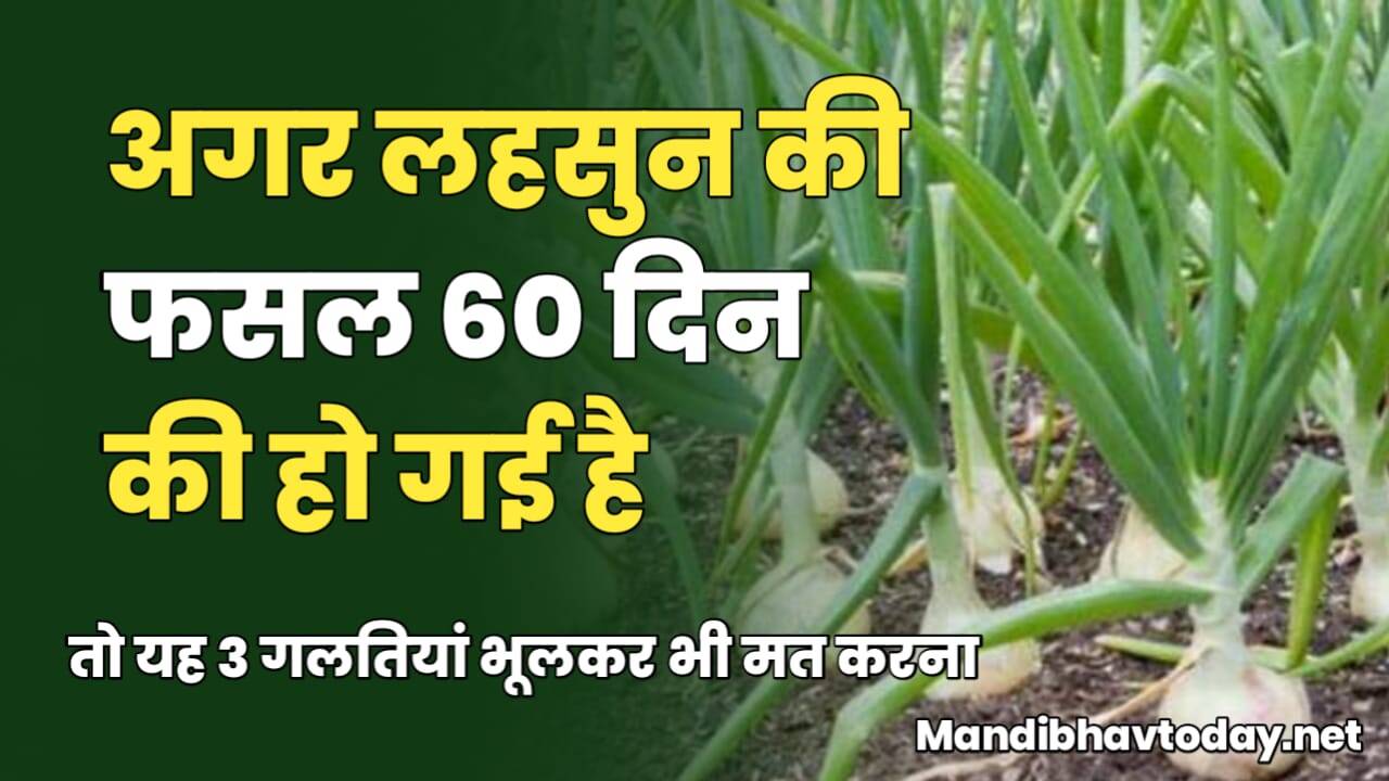 अगर लहसुन की फसल 60 दिन की हो गई है तो यह 3 गलतियां भूलकर भी मत करना