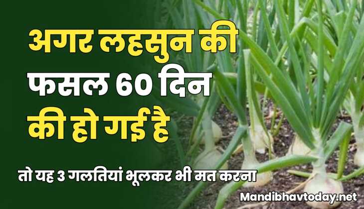 अगर लहसुन की फसल 60 दिन की हो गई है तो यह 3 गलतियां भूलकर भी मत करना