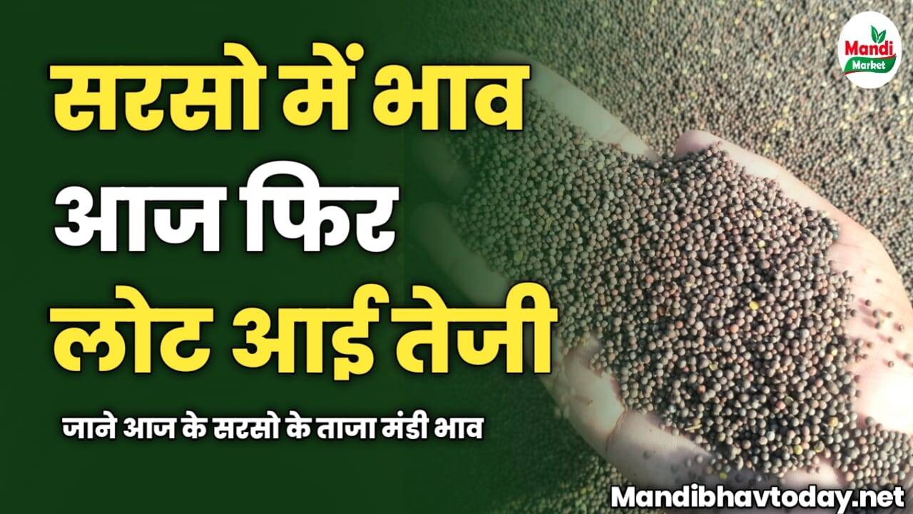 सरसो में आज फिर लोट आई तेजी | जाने आज के सरसो के ताजा मंडी भाव
