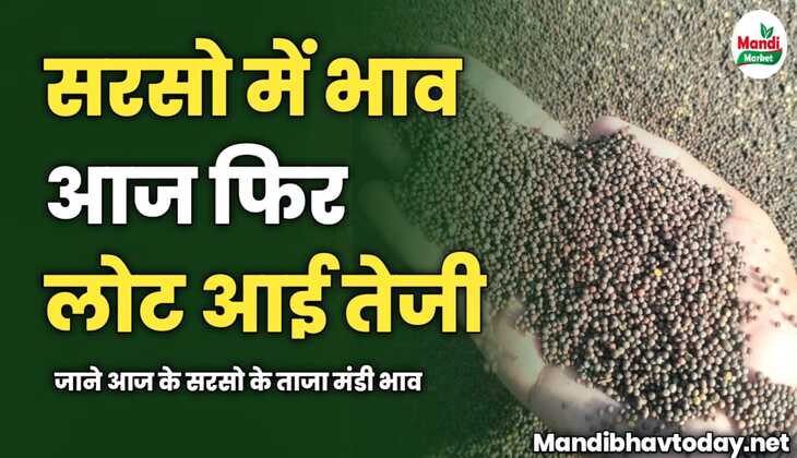 सरसो में आज फिर लोट आई तेजी | जाने आज के सरसो के ताजा मंडी भाव 