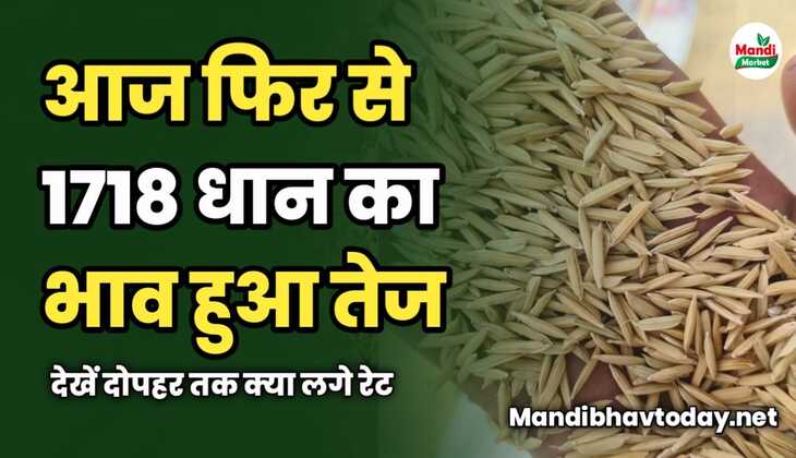 आज फिर से 1718 धान हुआ तेज | देखें दोपहर तक क्या लगे रेट