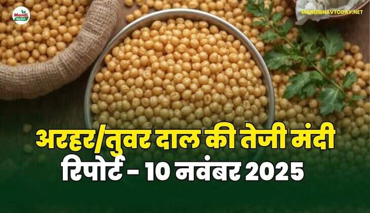अरहर /तुवर  दाल की तेजी मंदी रिपोर्ट  - 10 नवंबर 2025