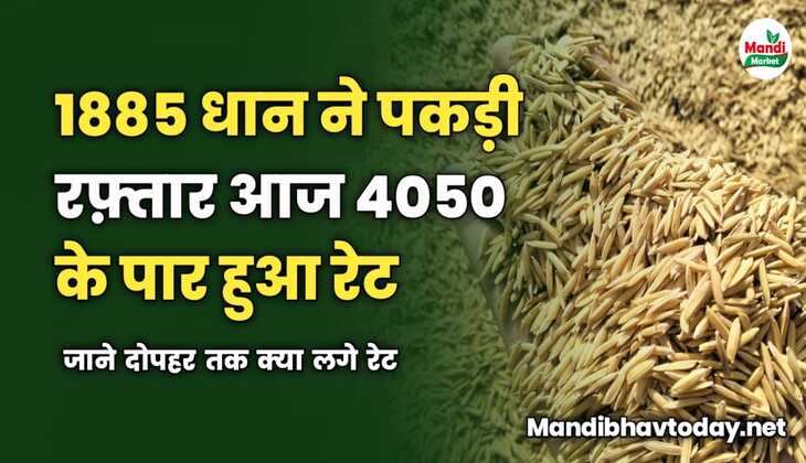1885 धान ने पकड़ी रफ़्तार आज 4050 के पार हुआ रेट | जाने दोपहर तक क्या लगे रेट