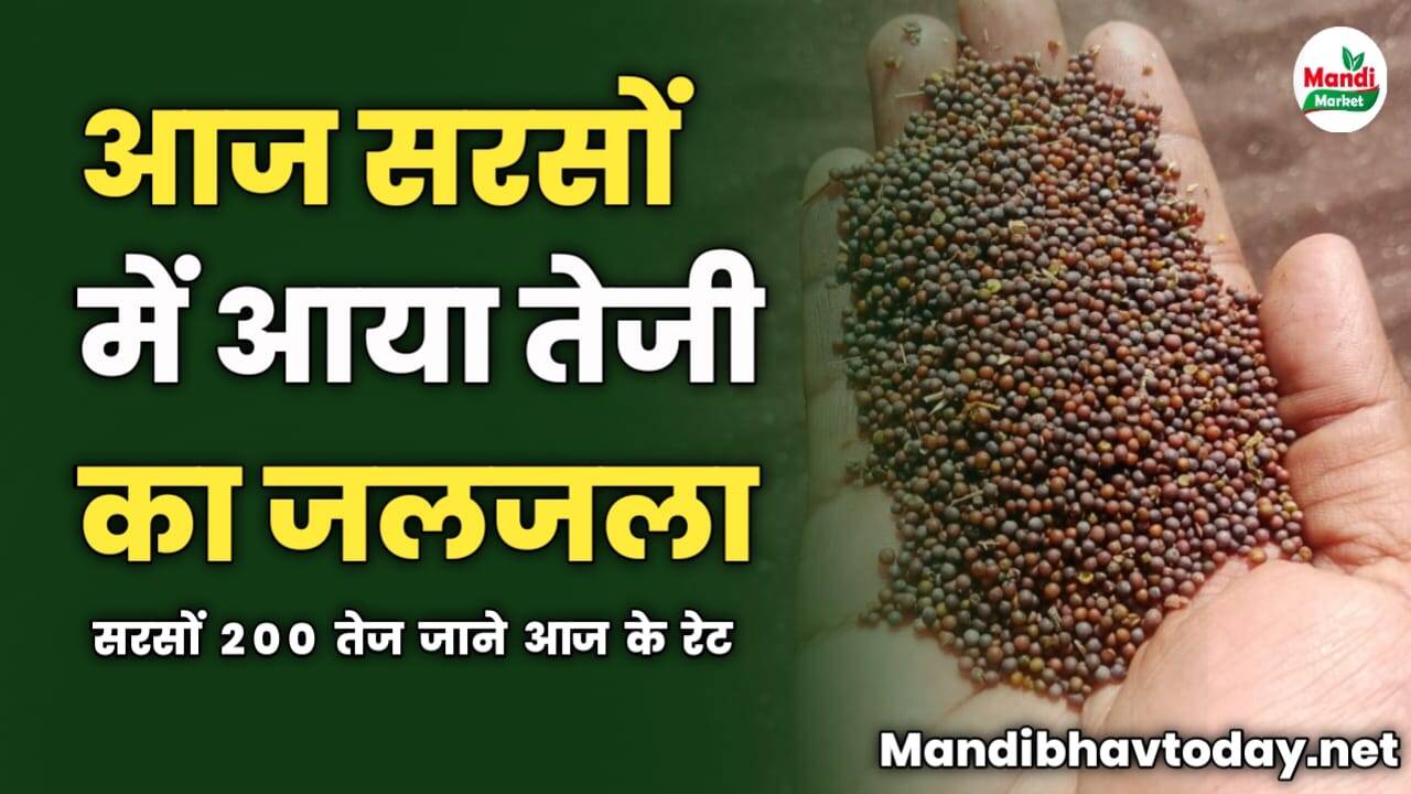 आज सरसों में आया तेजी का जलजला | सरसों 200 तेज | जाने आज के रेट