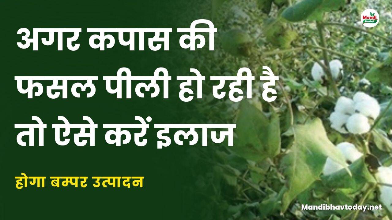अगर कपास की फसल पीली हो रही है तो ऐसे करें इलाज | होगा बम्पर उत्पादन