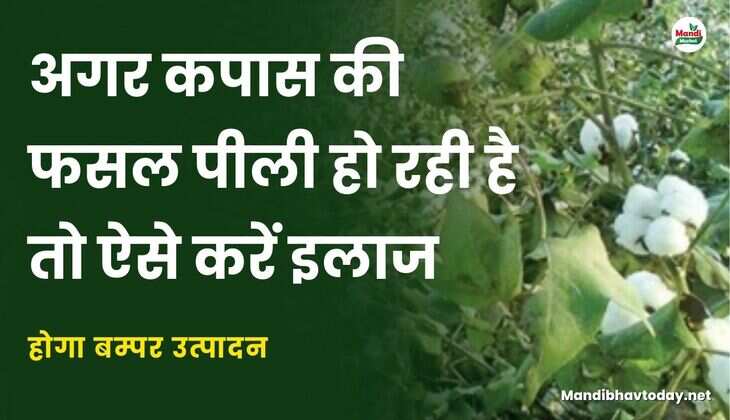 अगर कपास की फसल पीली हो रही है तो ऐसे करें इलाज | होगा बम्पर उत्पादन 