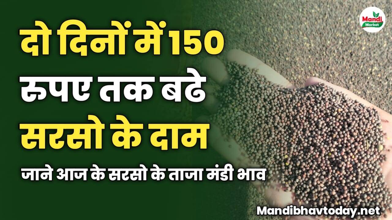 दो दिनों में 150 रुपए तक बढे सरसो के दाम | जाने आज के सरसो के ताजा मंडी भाव